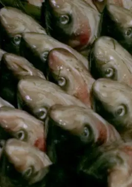 芬芳宝岛系列：中央市场的一天