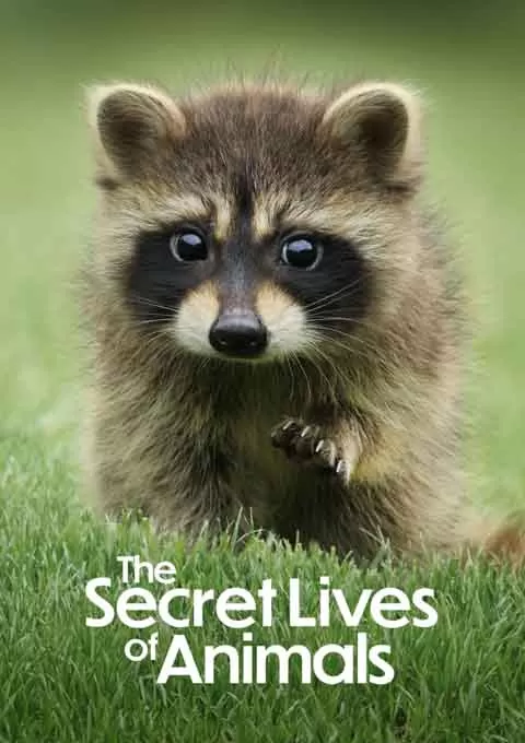 动物的秘密生活